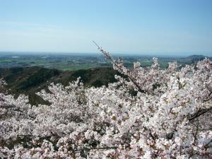 太平山の桜
