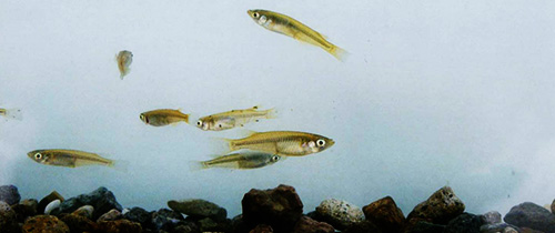 魚の画像