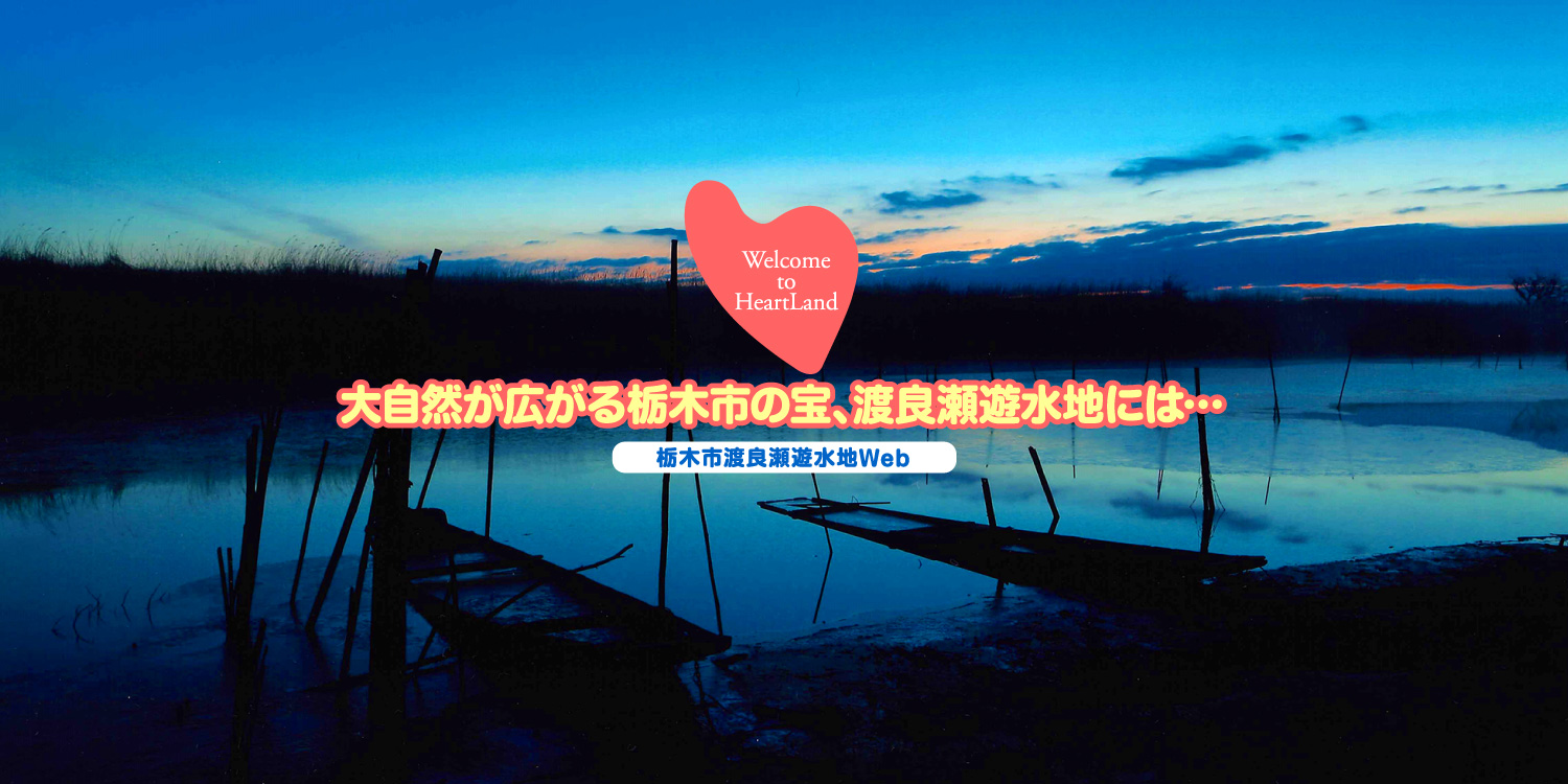 大自然が広がる栃木市の宝、渡良瀬遊水地には…