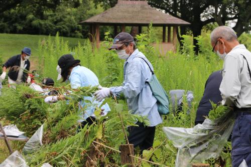 外来植物除去活動の様子