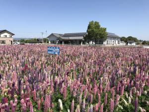 国府公民館のルピナス畑