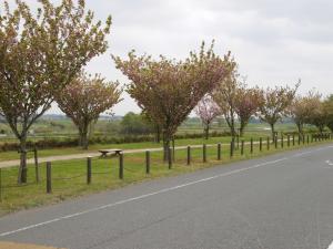 部屋南部桜づつみ公園