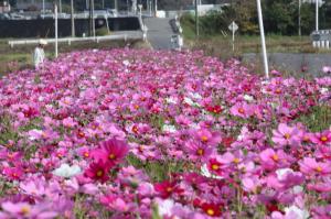 コスモスの花