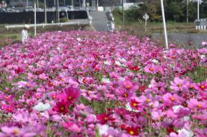 コスモスの花