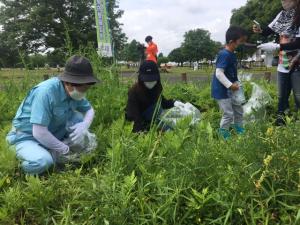 渡良瀬遊水地の繁にしゃがみ込み雑草を駆除する市長