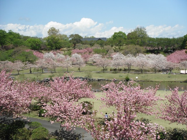 平成23年やえの画像