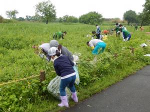 外来植物除去活動の様子2