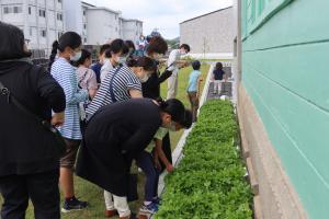 藍の生育観察