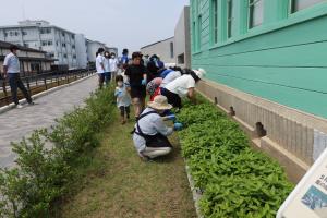 藍の葉の摘み取り