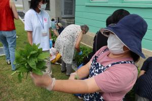 摘み取った藍の葉を手に持つ参加者