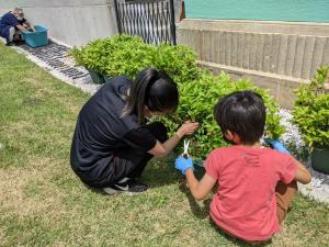 藍の摘み取り作業