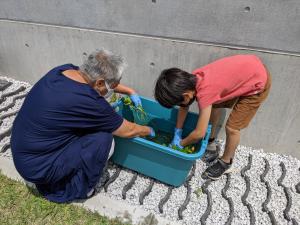 藍の葉を水にくぐらせて汚れを落とす作業