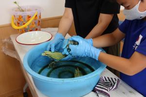 生地を藍の染液につけこむ作業