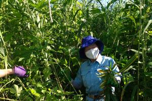 身長より高い雑草の中外来植物を取る