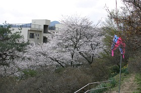 錦着山