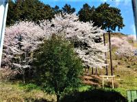 ロビーからの桜