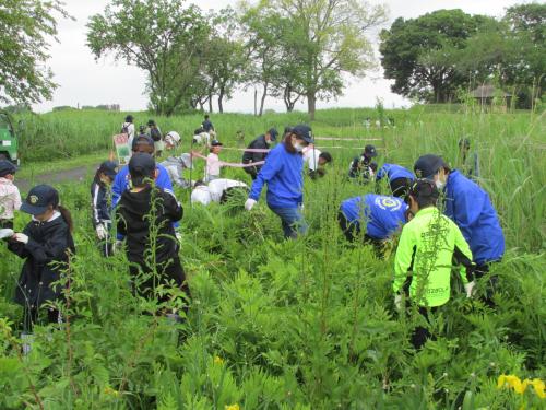 外来植物除去活動1