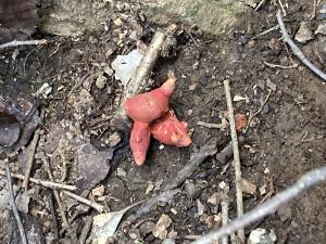 太平山の遊歩道で見つかったカエンタケ写真２