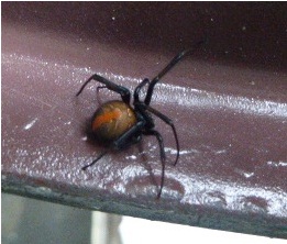 セアカゴケグモ１