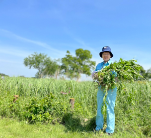 五月晴れ青空の下、作業服で沢山の外来植物除去