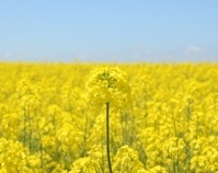 滝川　菜の花