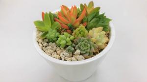 植物