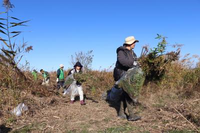 終了しました】11月23日 渡良瀬遊水地外来植物除去活動