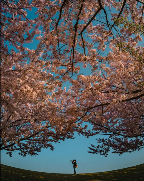 花やか１