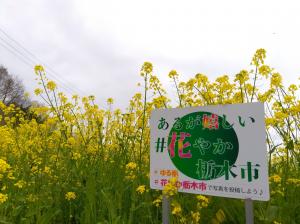 菜の花①