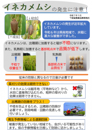 イネカメムシの発生に注意１（イメージ）
