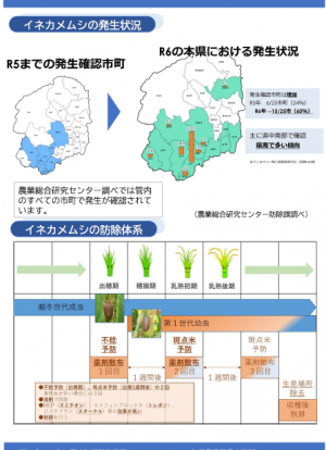 イネカメムシの発生に注意２（イメージ）