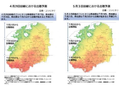 出穂予測