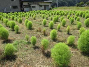 緑色のコキア