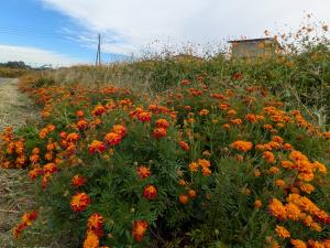 マリーゴールド