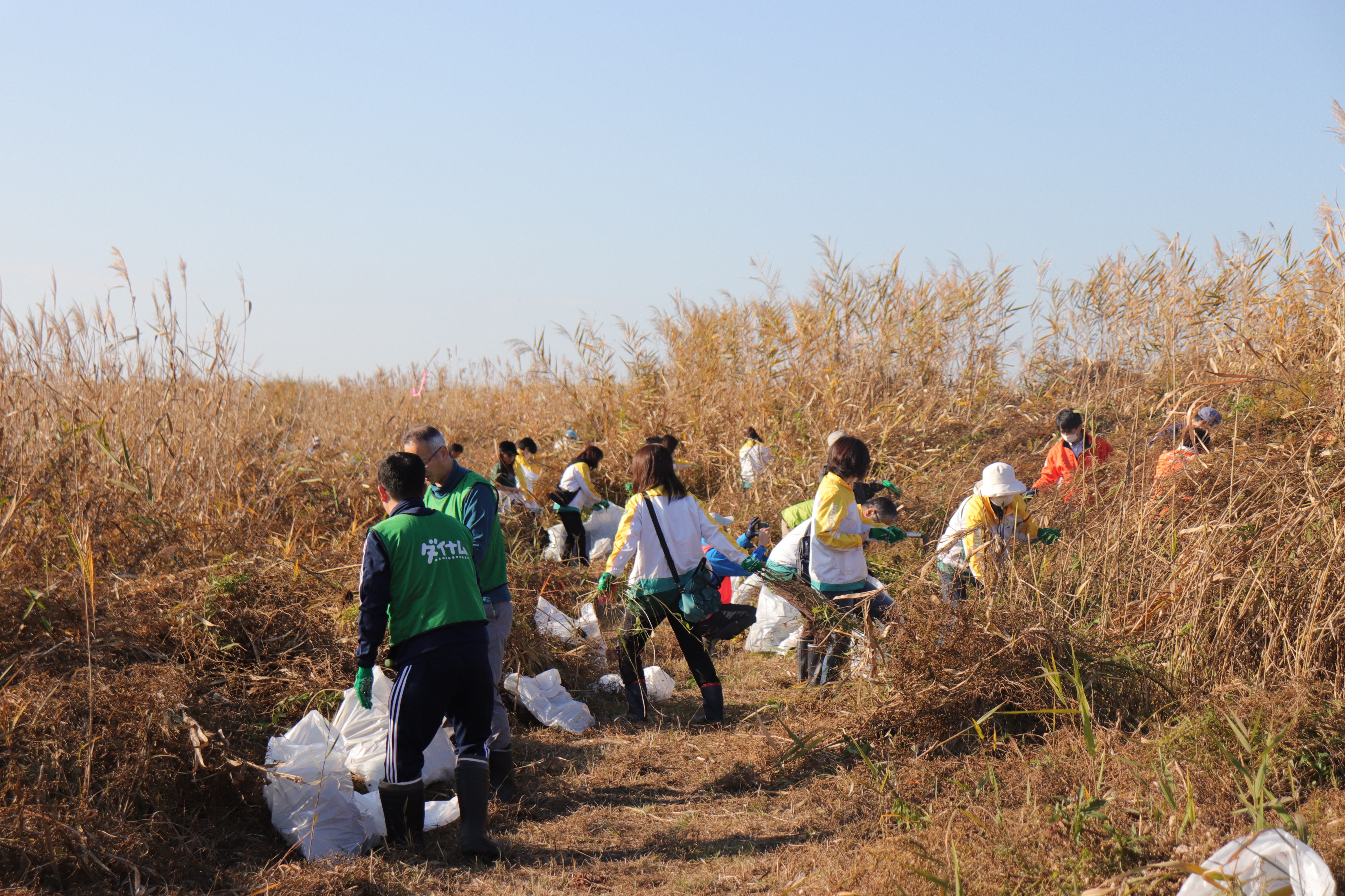 外来植物除去活動作業写真
