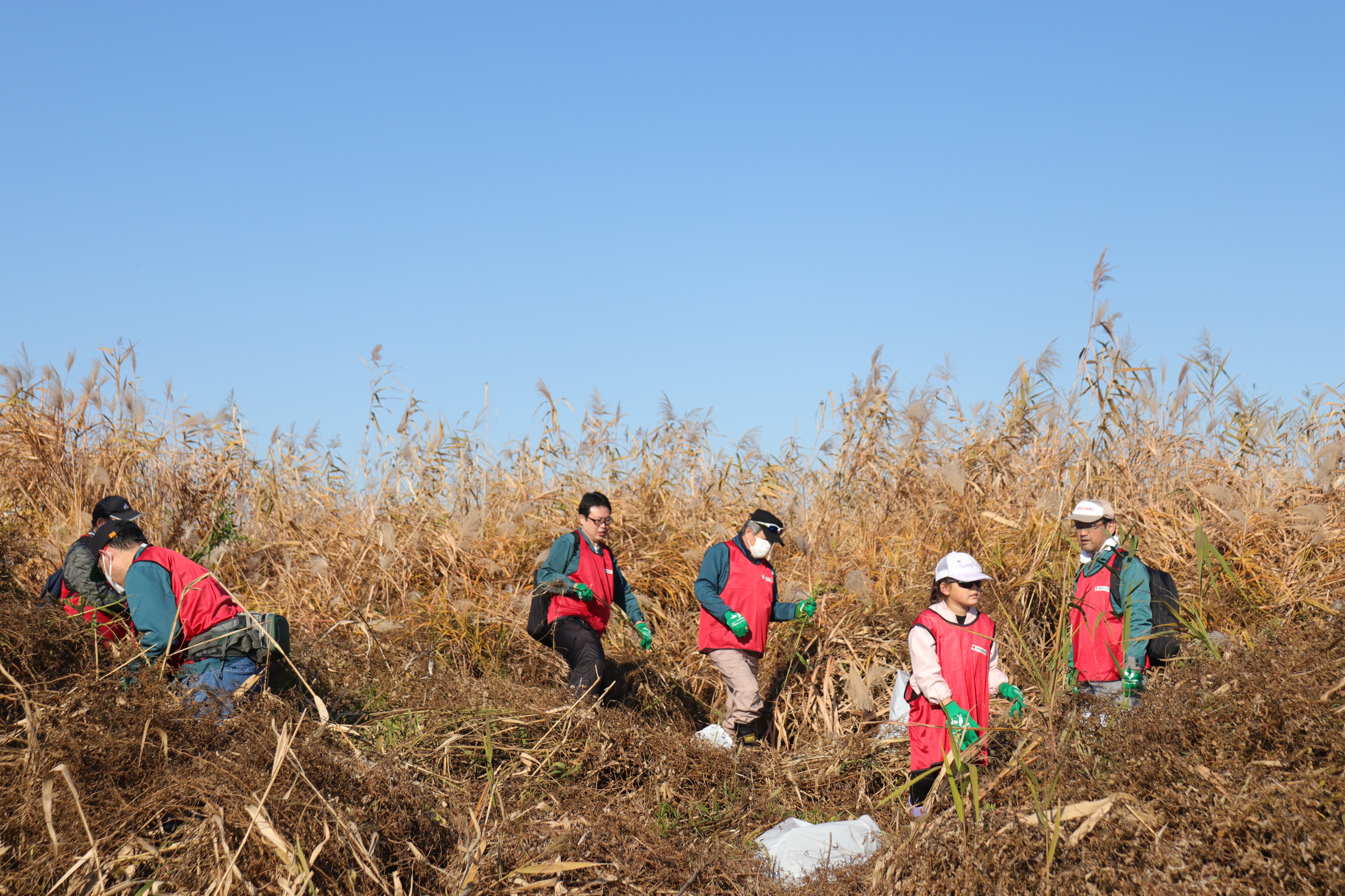 外来植物除去活動作業写真