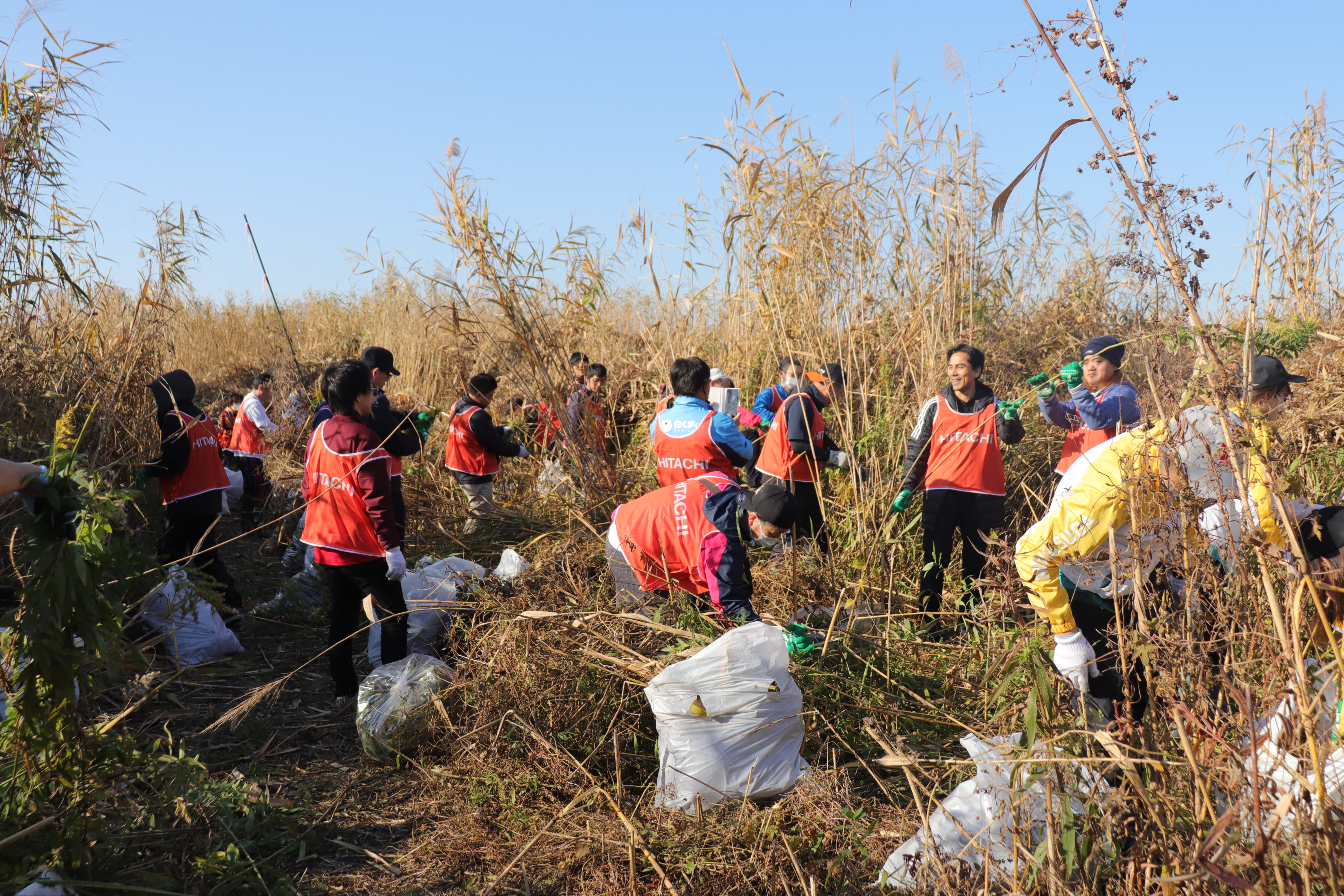 外来植物除去活動作業写真③