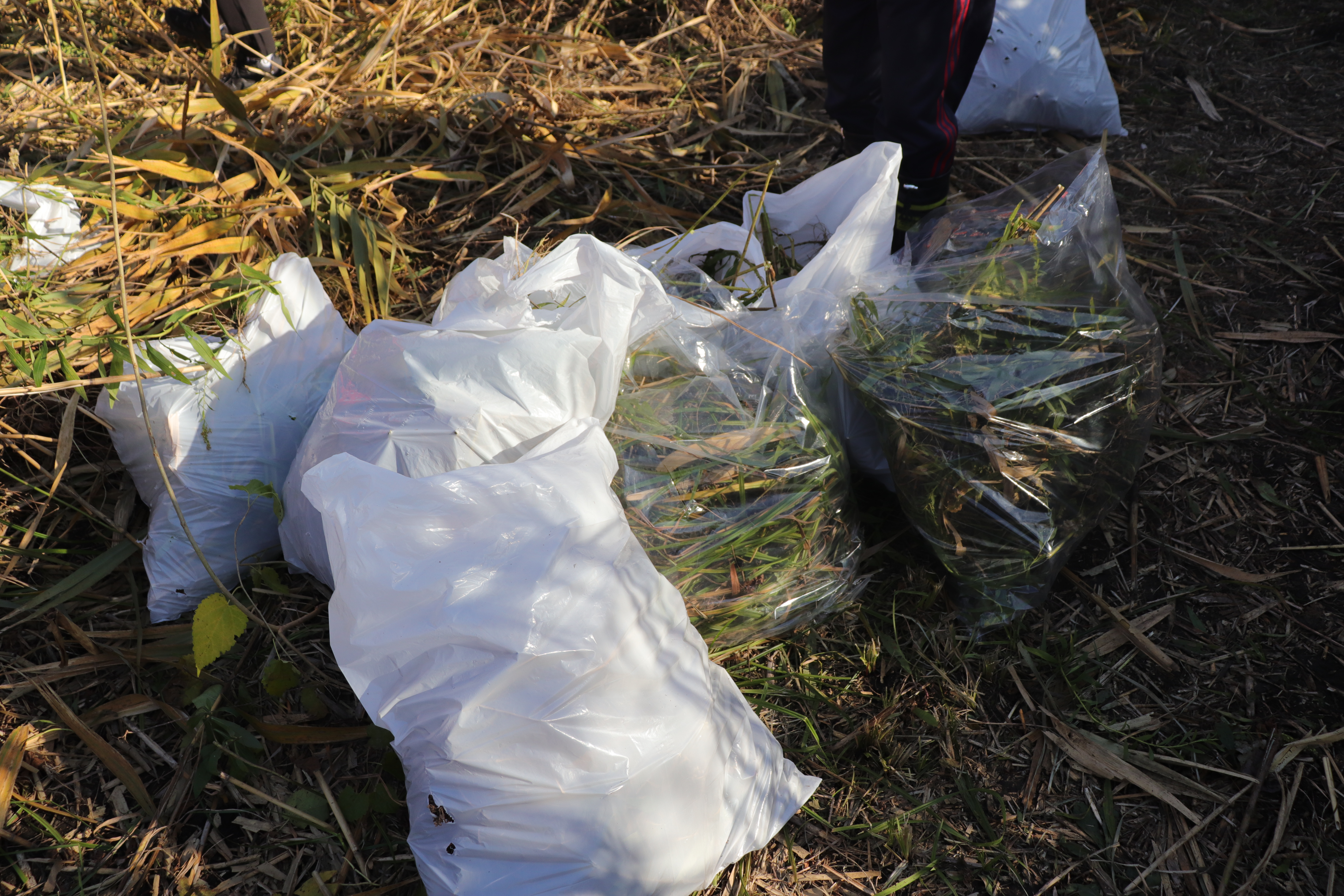 外来植物除去活動作業写真⑦