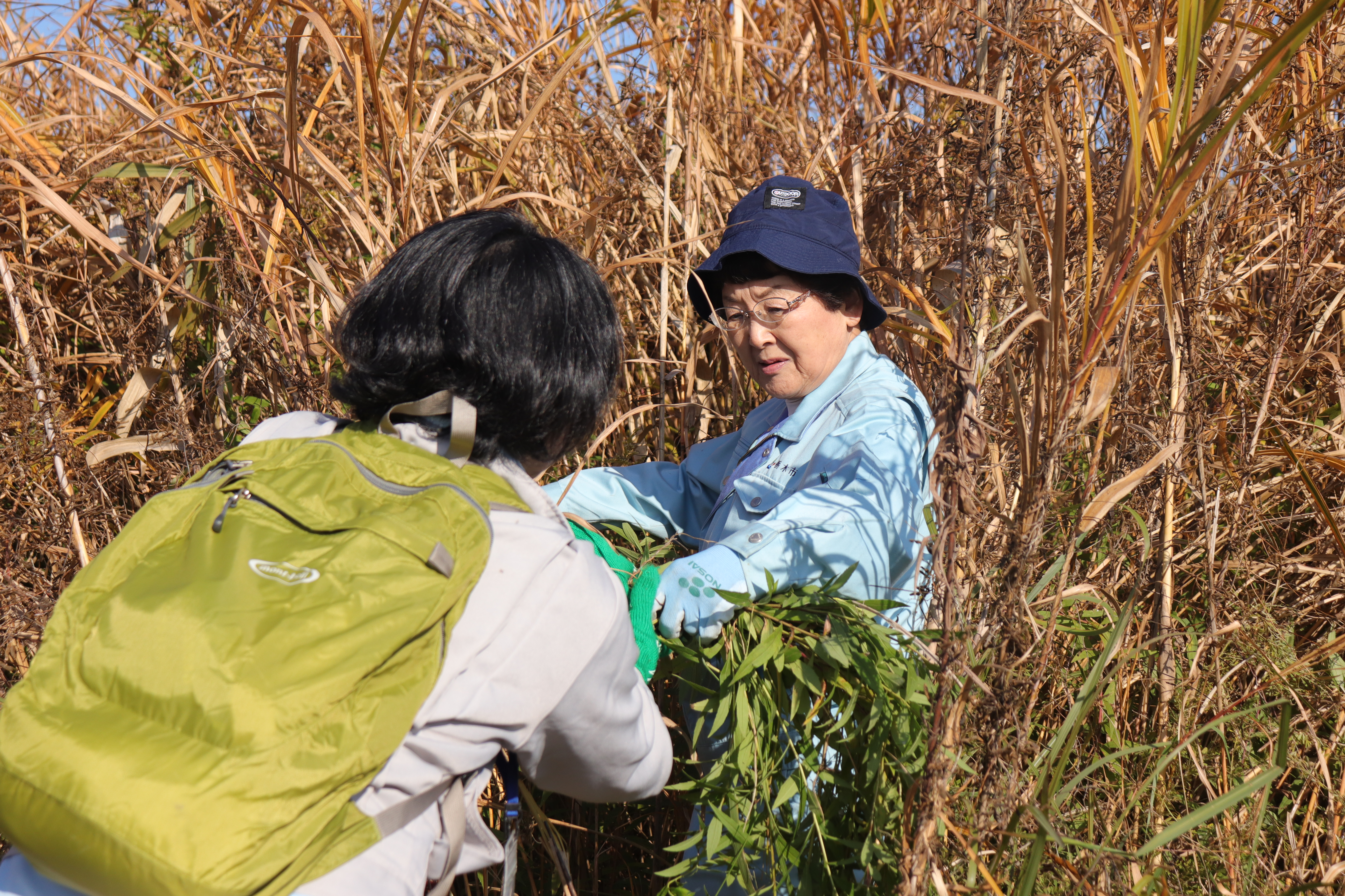 外来植物除去活動作業写真⑥