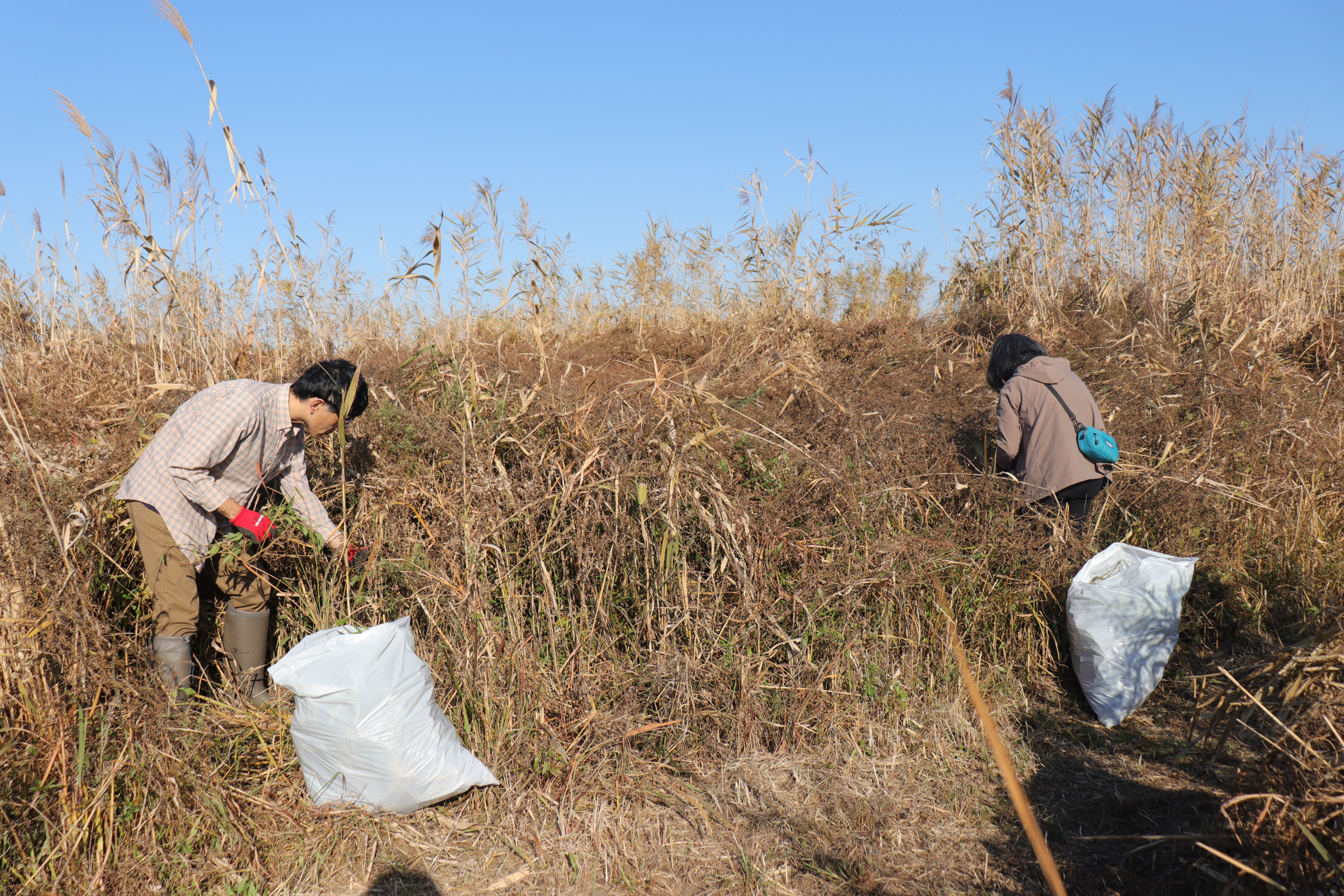 外来植物除去活動作業写真⑤