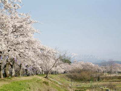 金崎の桜堤