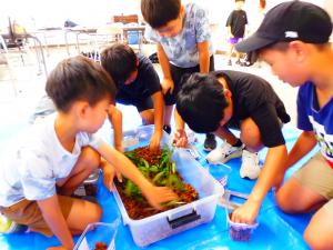 カブトムシ・クワガタムシを触れるかな