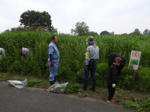外来植物除去活動写真⑥