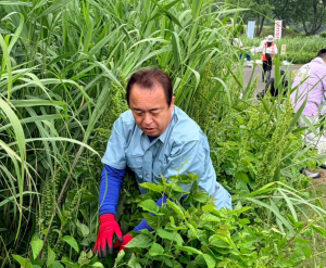 背丈を上回る外来植物を軍手で引き抜く様子