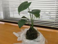 苔玉３
