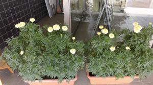 黄色いマリーゴールドの花
