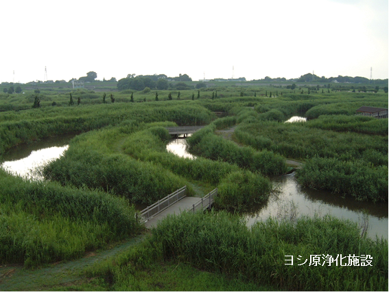 ヨシ原浄化施設の画像