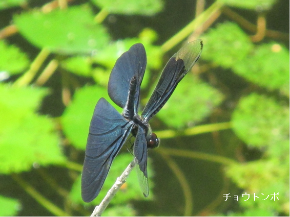 チョウトンボの画像