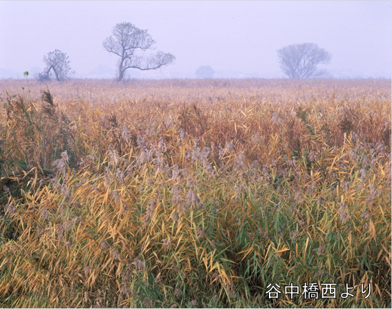 谷中橋西よりの画像