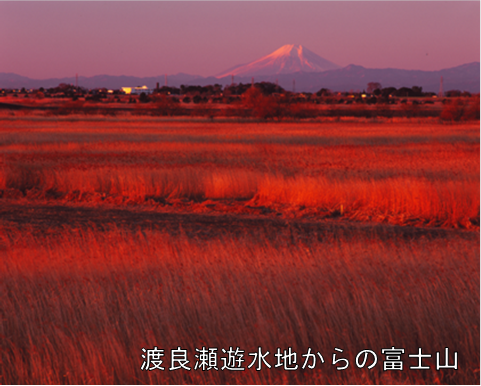 渡良瀬遊水地からの富士山の画像